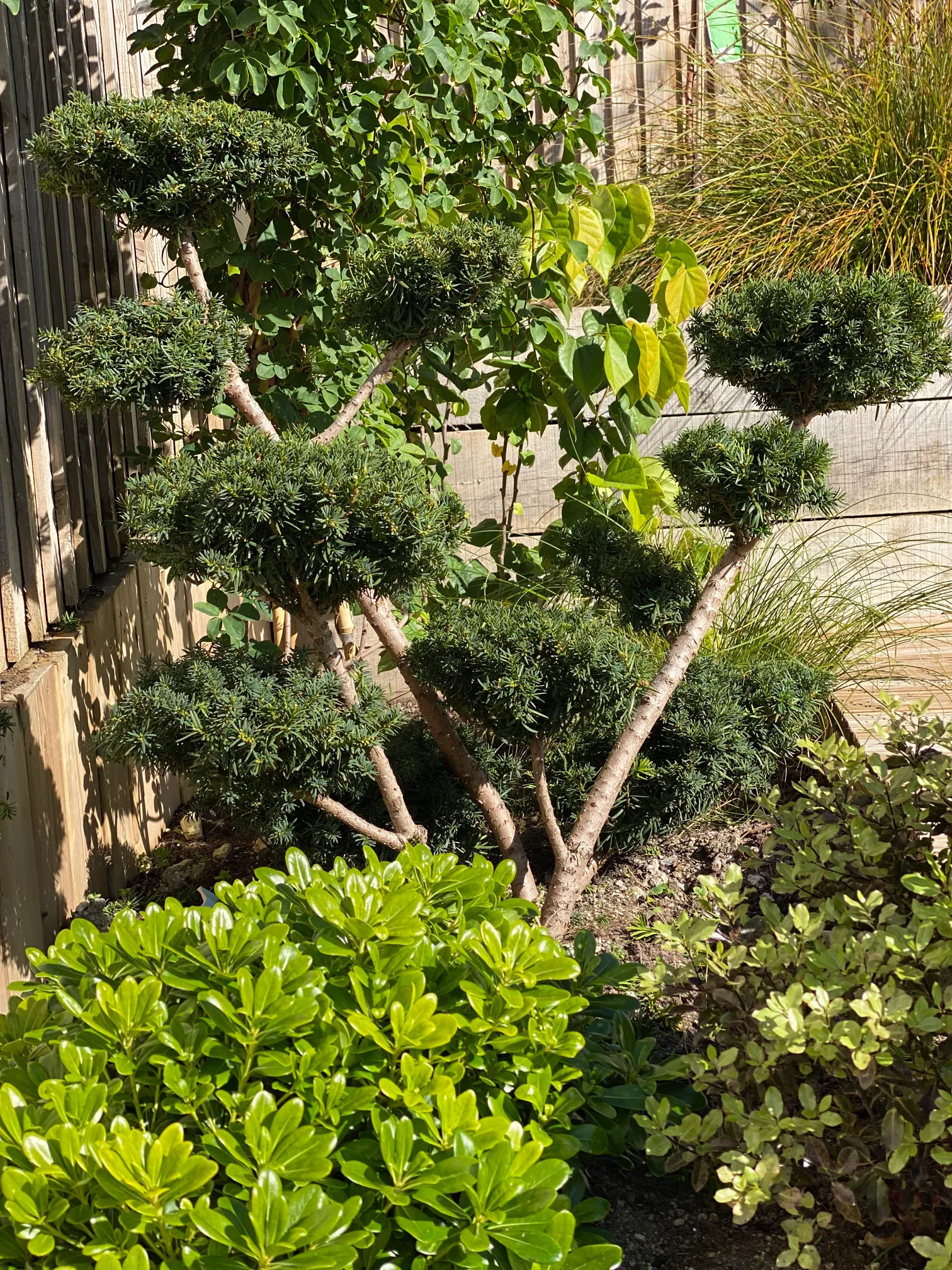 Wind-tolerant planting scheme for exposed Sussex garden site