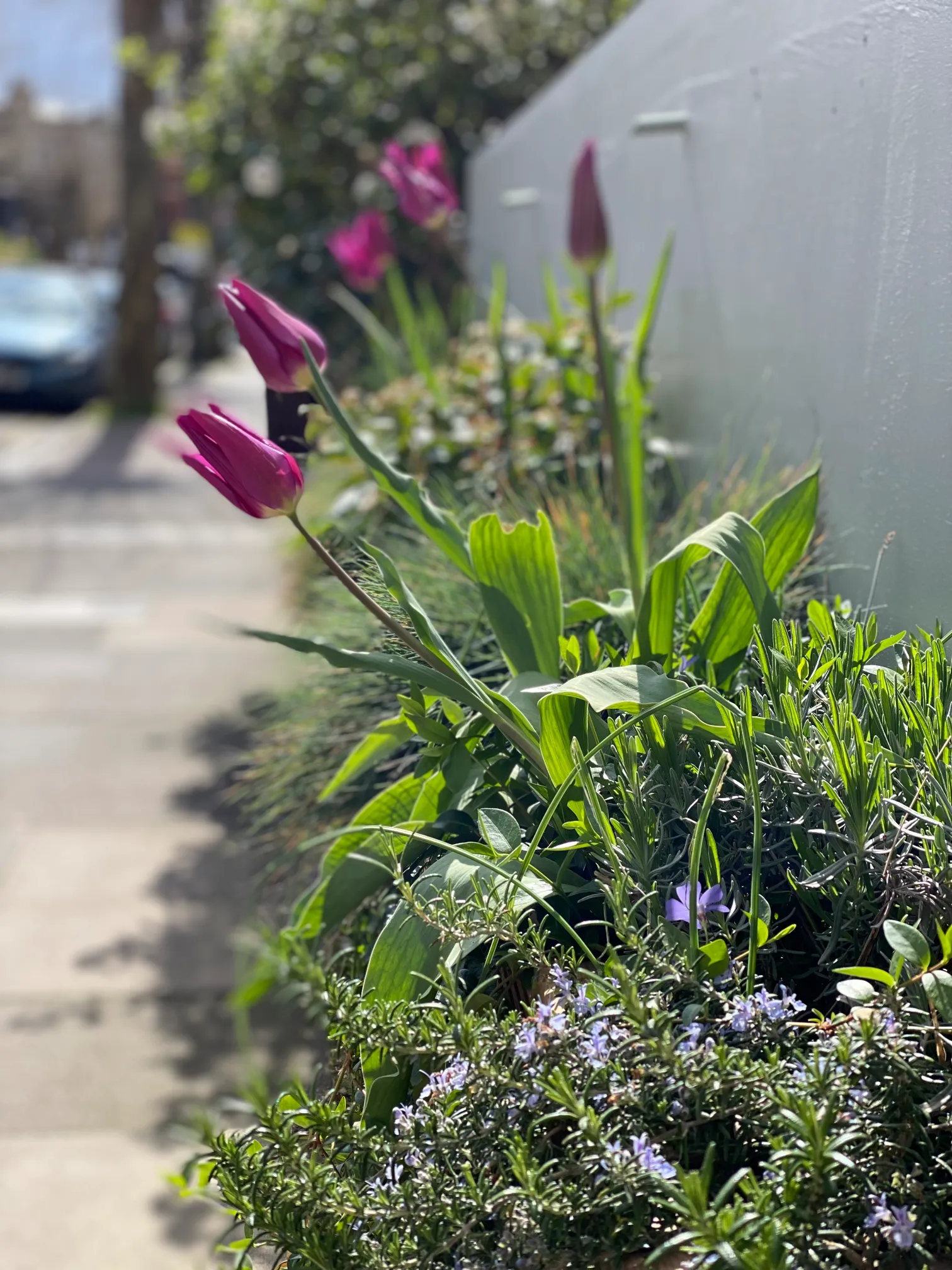 Balcony container display with compact plants suited to pot growing