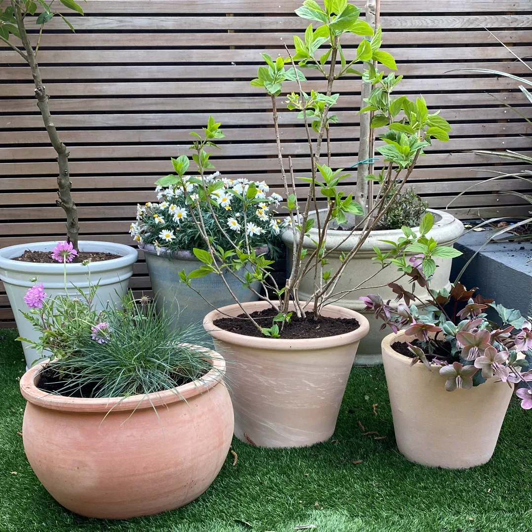 Courtyard container garden scheme with mixed heights and textures