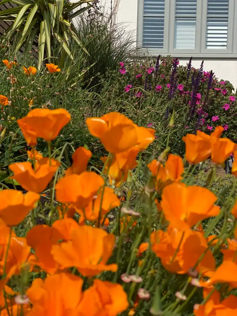 Sustainable garden border with native and pollinator-friendly plants