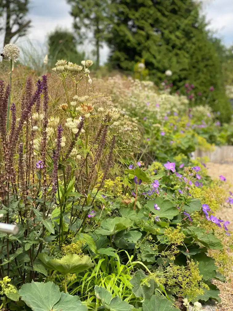 Structural planting scheme with architectural plants and evergreen framework