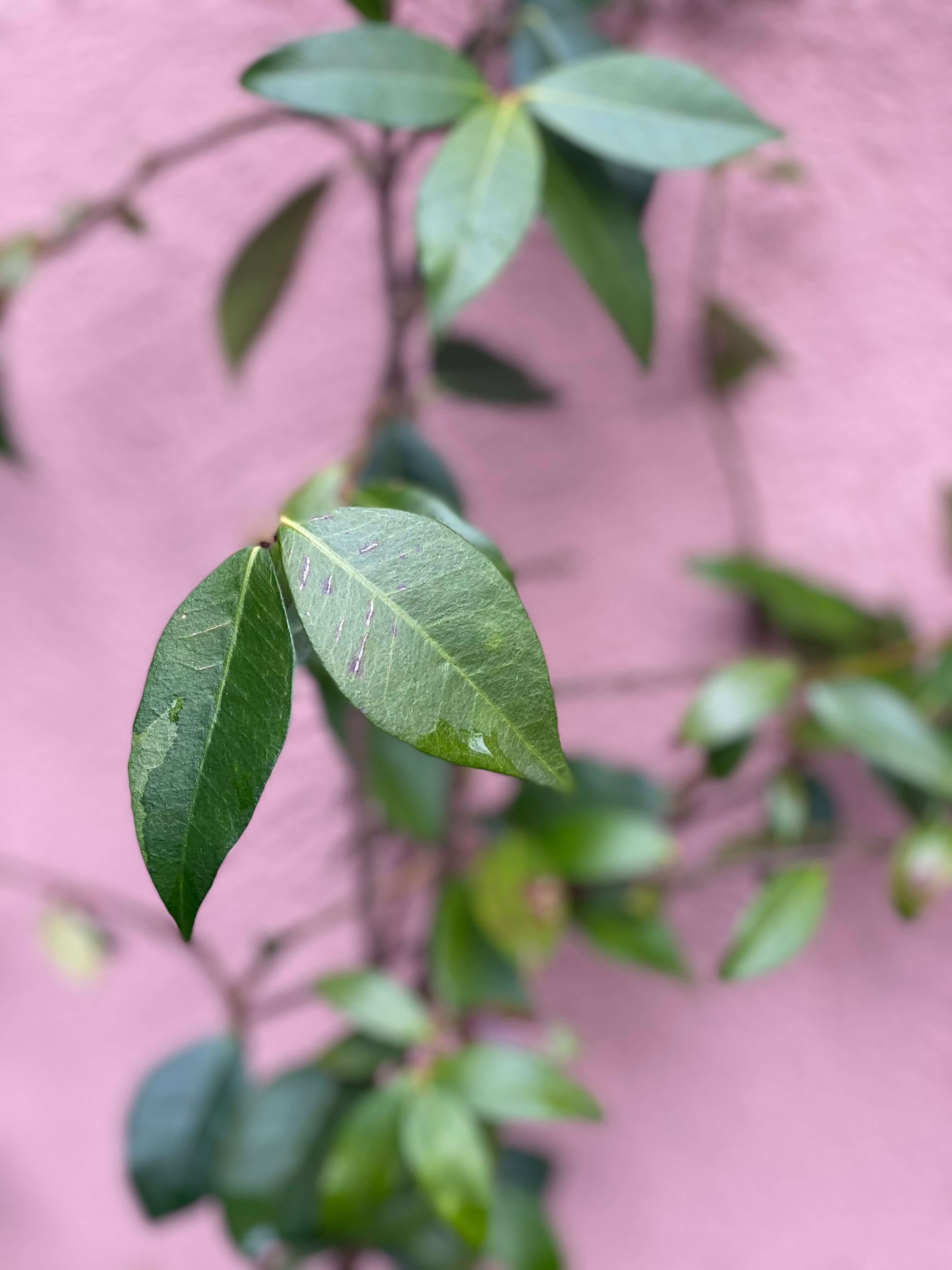 Complete garden planting transformation showing year-round structure