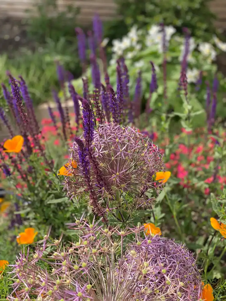 Year-round interest planting with structural evergreens and seasonal colour
