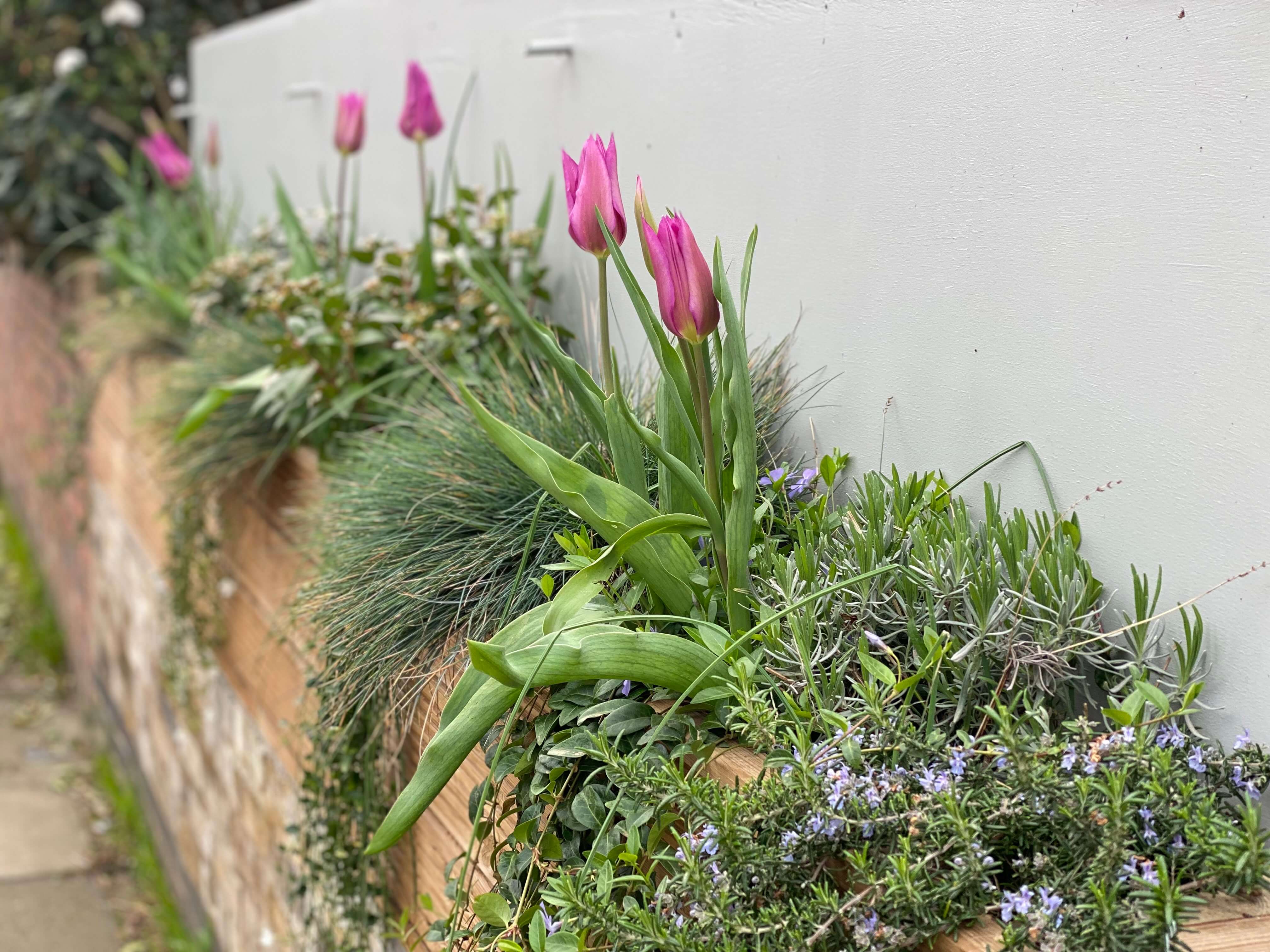 Shade-tolerant planting scheme for north-facing garden borders
