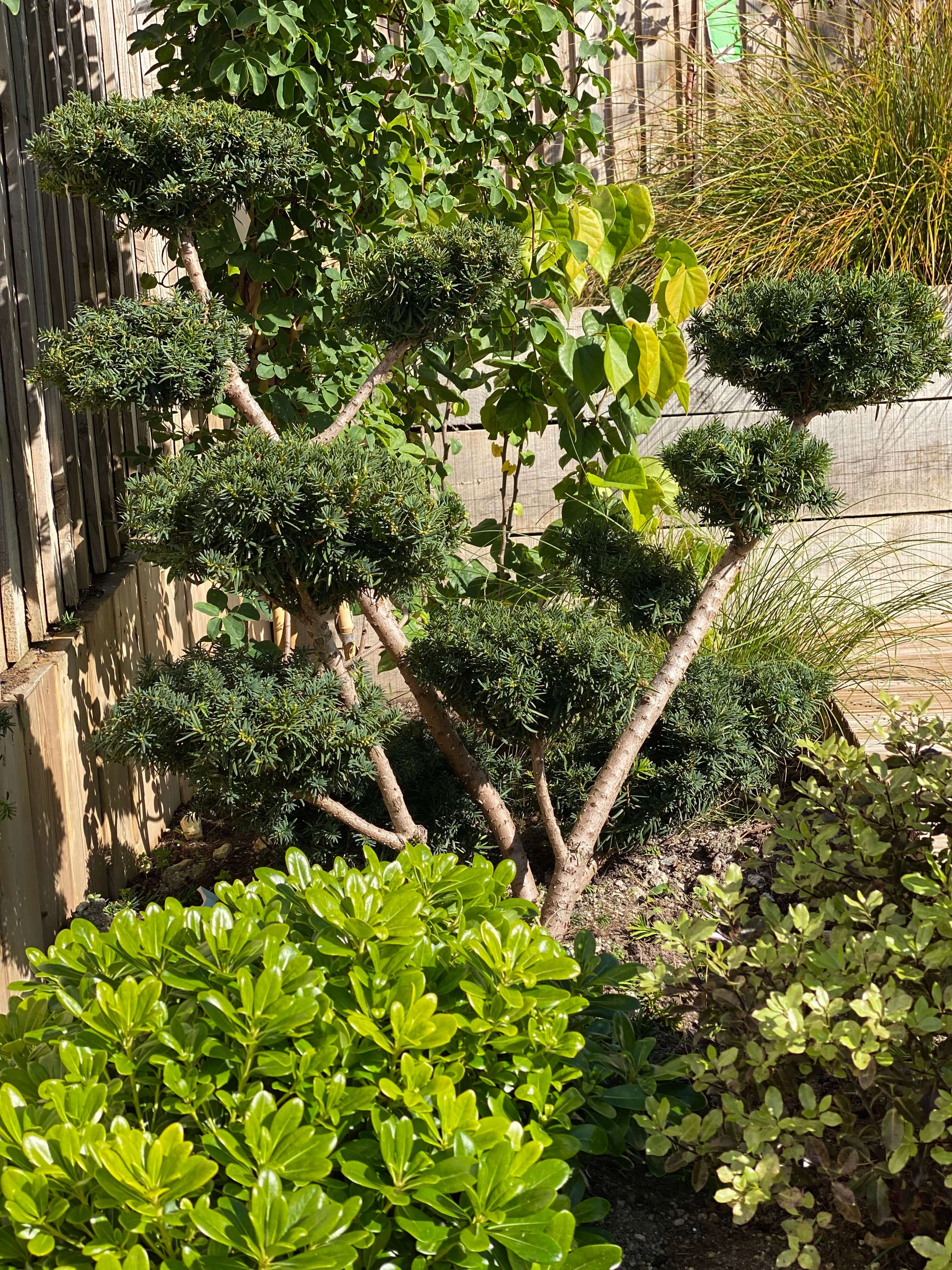 Low-maintenance planting with drought-tolerant varieties for easy care