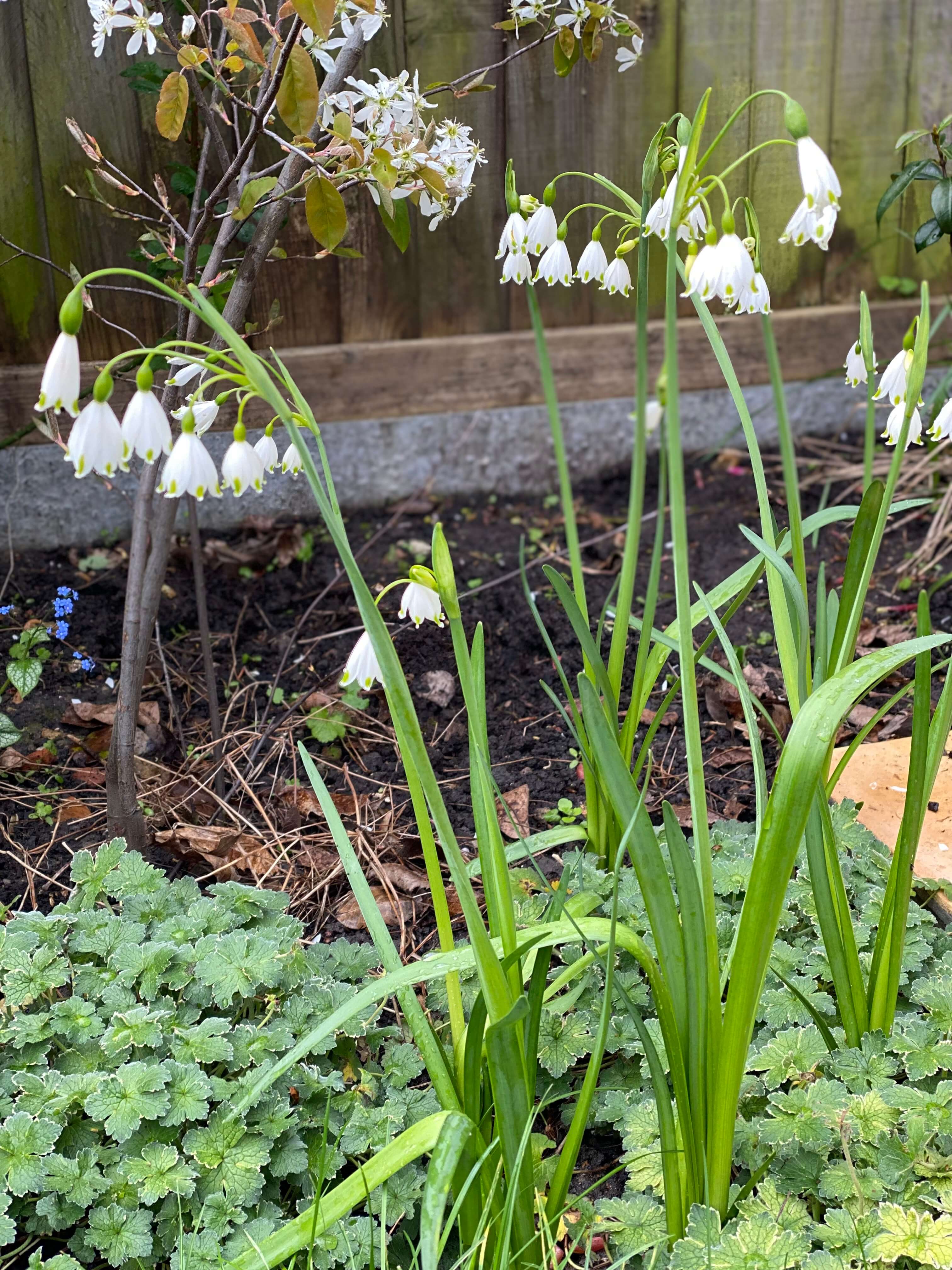 Autumn colour in established planting scheme with grasses and seedheads
