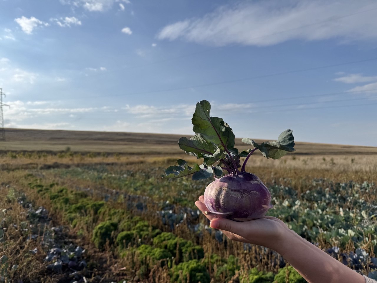 Від картоплі до броколі: як змінюється сільське господарство у горах