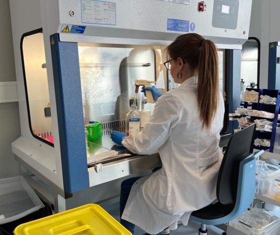 Scientist working at a laboratory safety cabinet