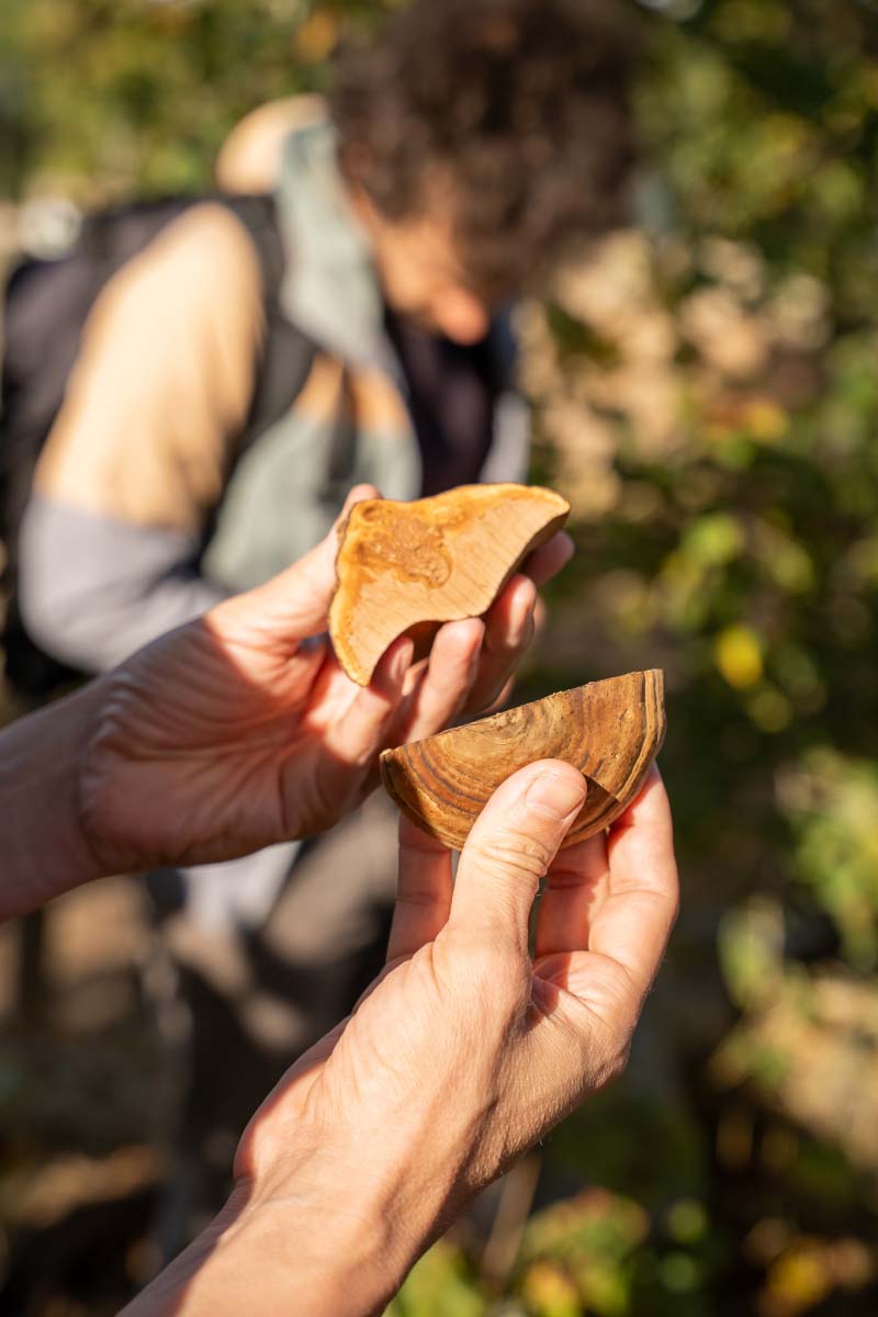 Two hands holding a mushroom that has been cut open and shows it to the camera, in the background you can see another person moving around.