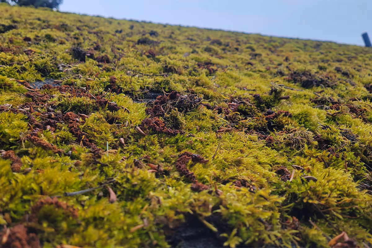 Moss on a roof.