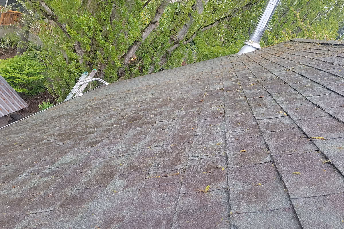 An after image of the roof that was covered in moss, which is now completely clear of it.