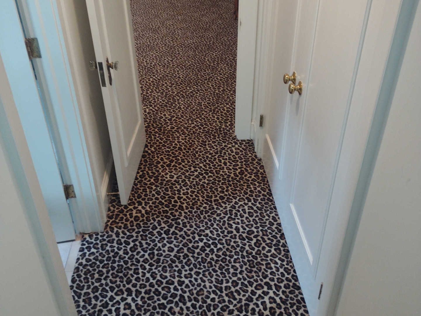Cheetah print carpet installed wall-to-wall in a hallway, bringing a playful and exotic touch to the space.