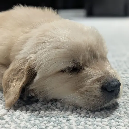 Puppy Sleeping on Carpet