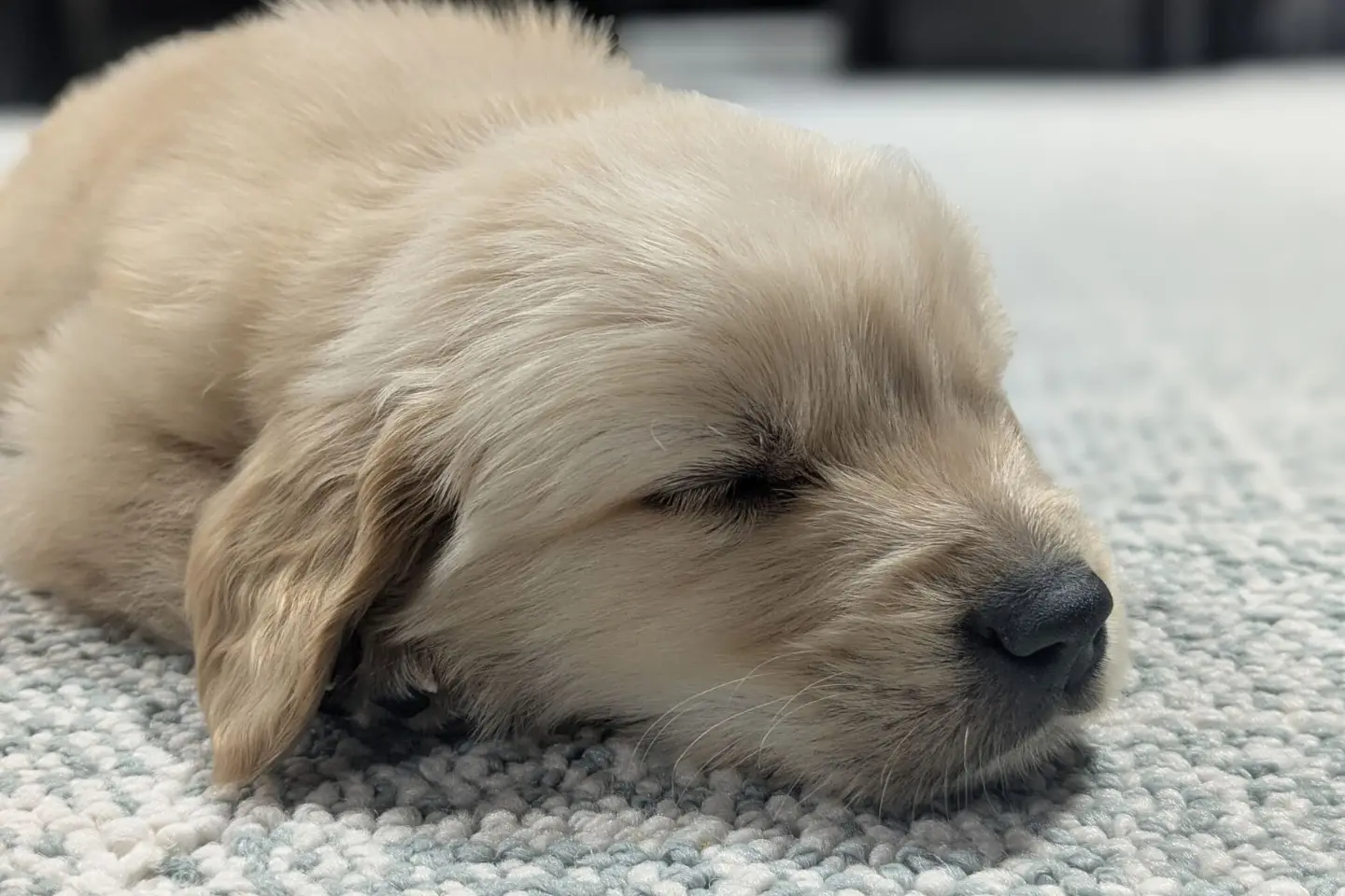 Puppy Sleeping on Carpet