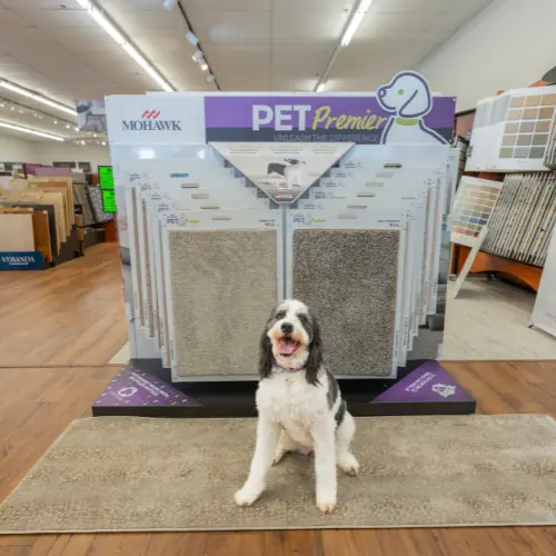 All About Flooring's Chief Canine Officer, Suki, sitting in front of pet friendly carpet display