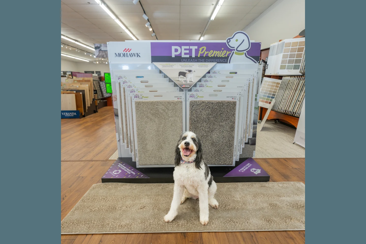All About Flooring's Chief Canine Officer, Suki, sitting in front of pet friendly carpet display
