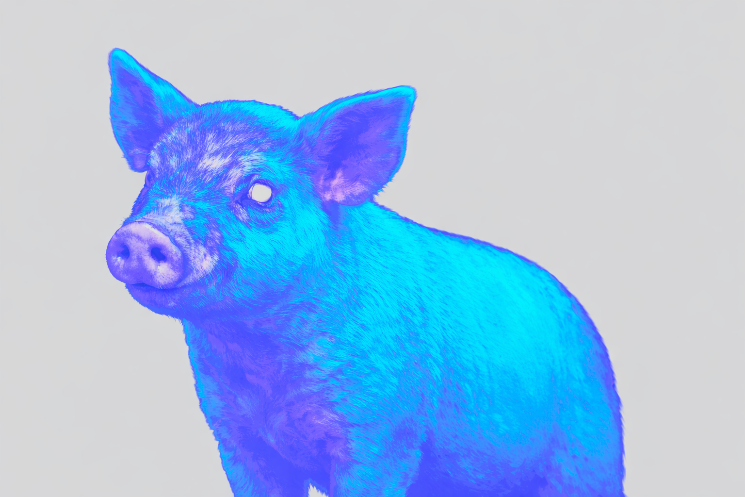 Multi-Organ Cryopreservation, HIFU Rewarming, and Quality/Functional Evaluation in a Pig Model