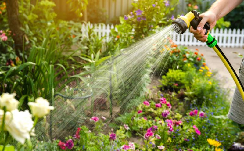 Hand watering garden flowers with hose