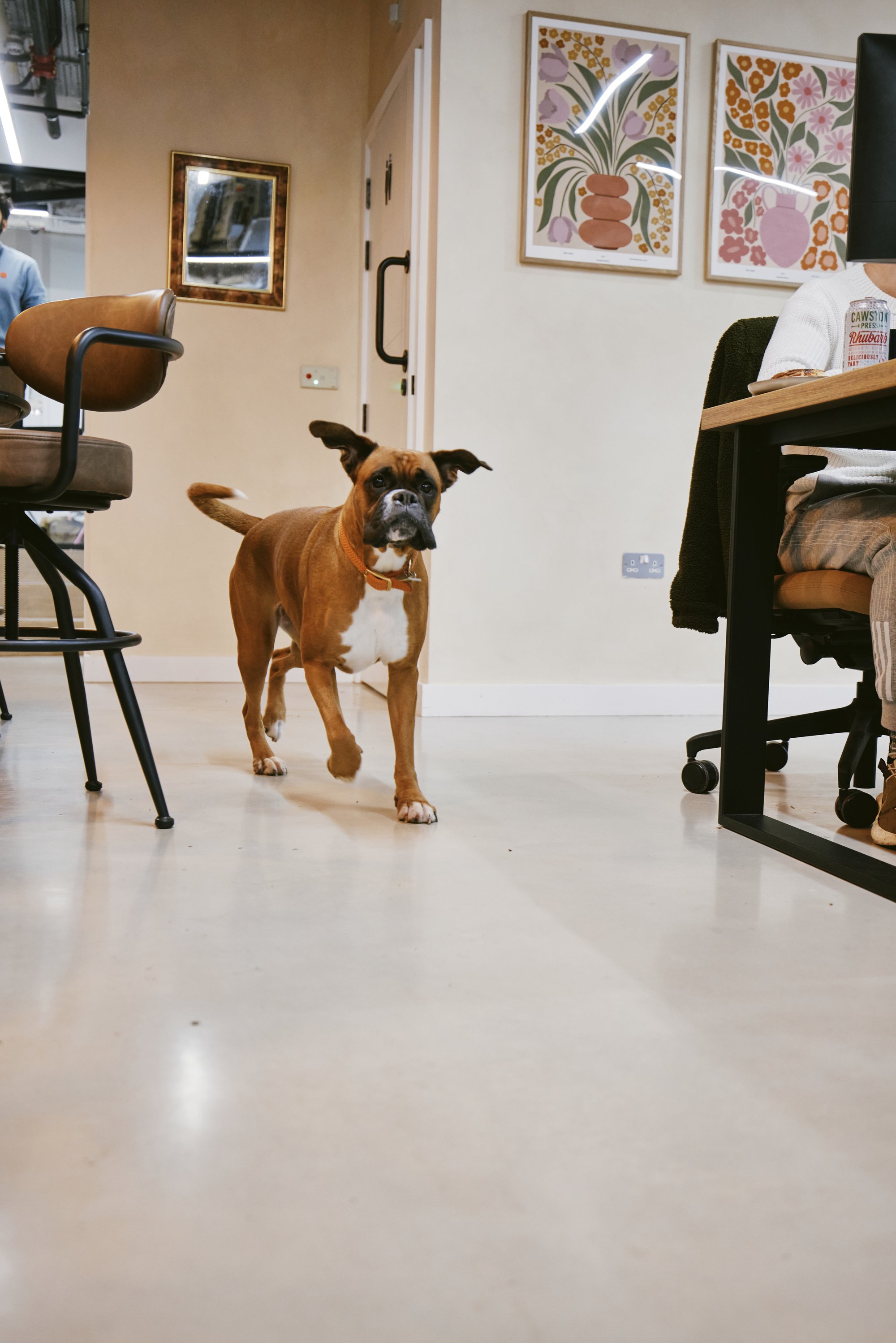 A member's dog trotting across the floor at Drop-in Clapton