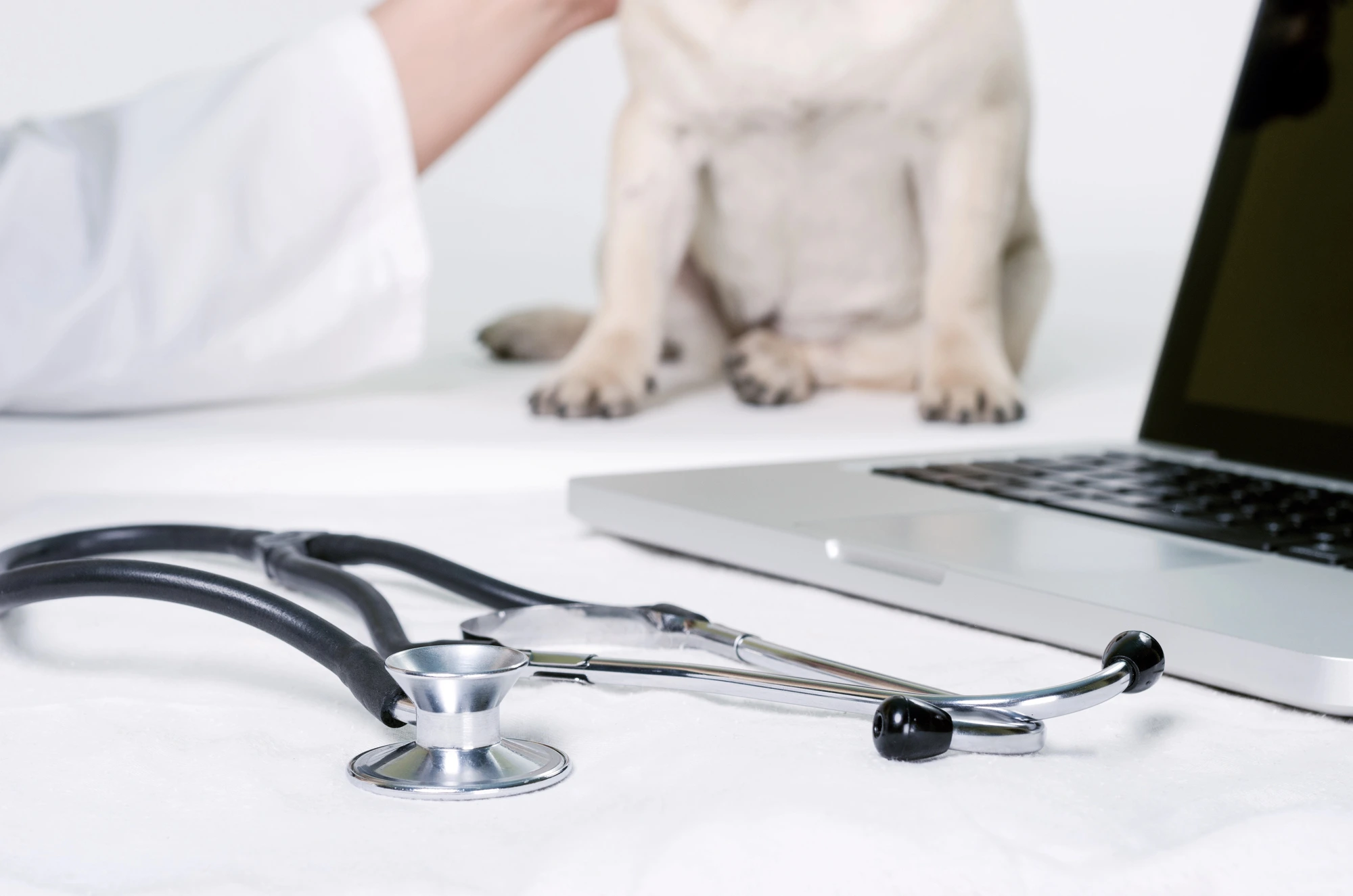 how to start a veterinary practice Alabama