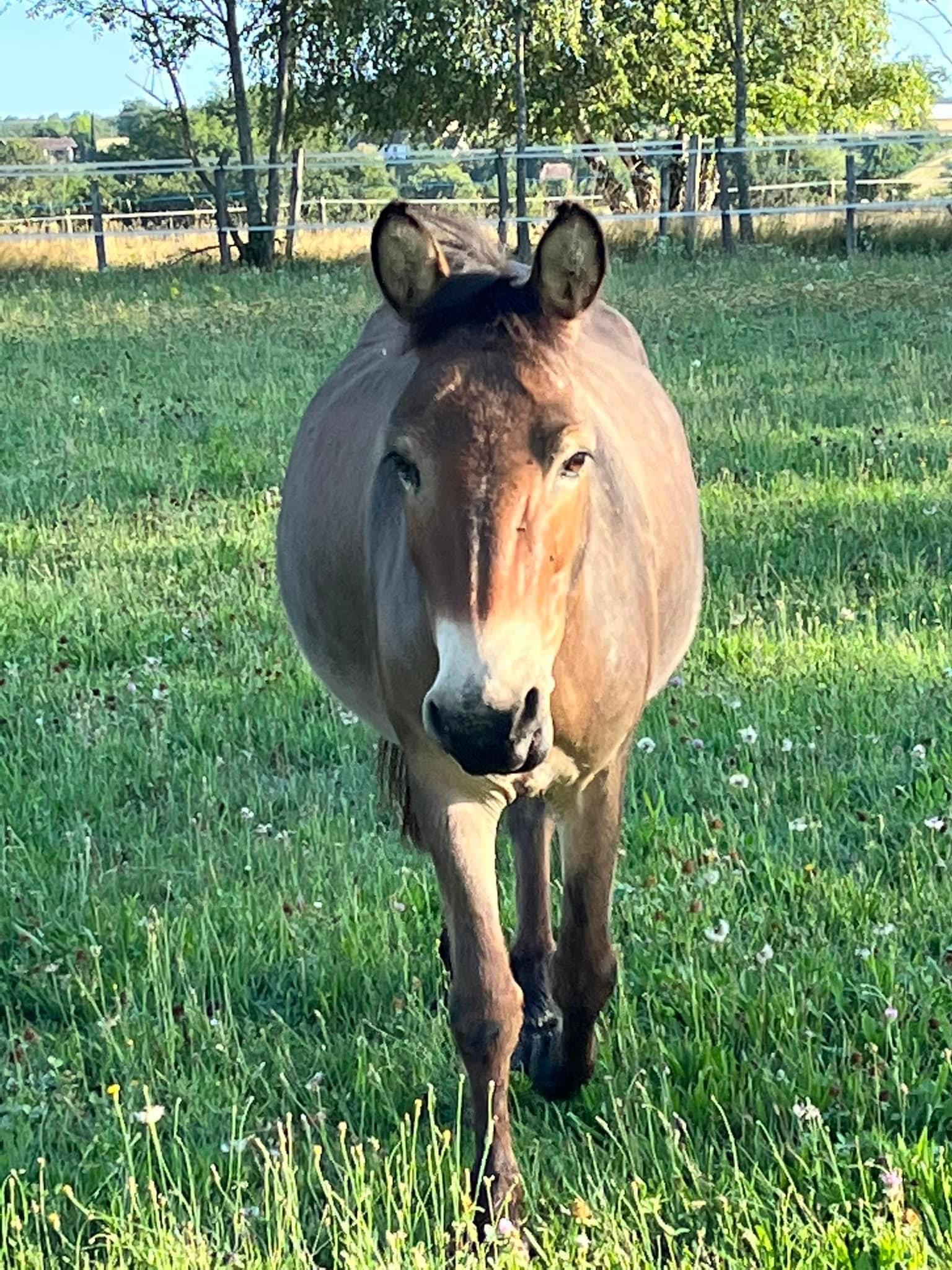 zootherapie pour handicapes