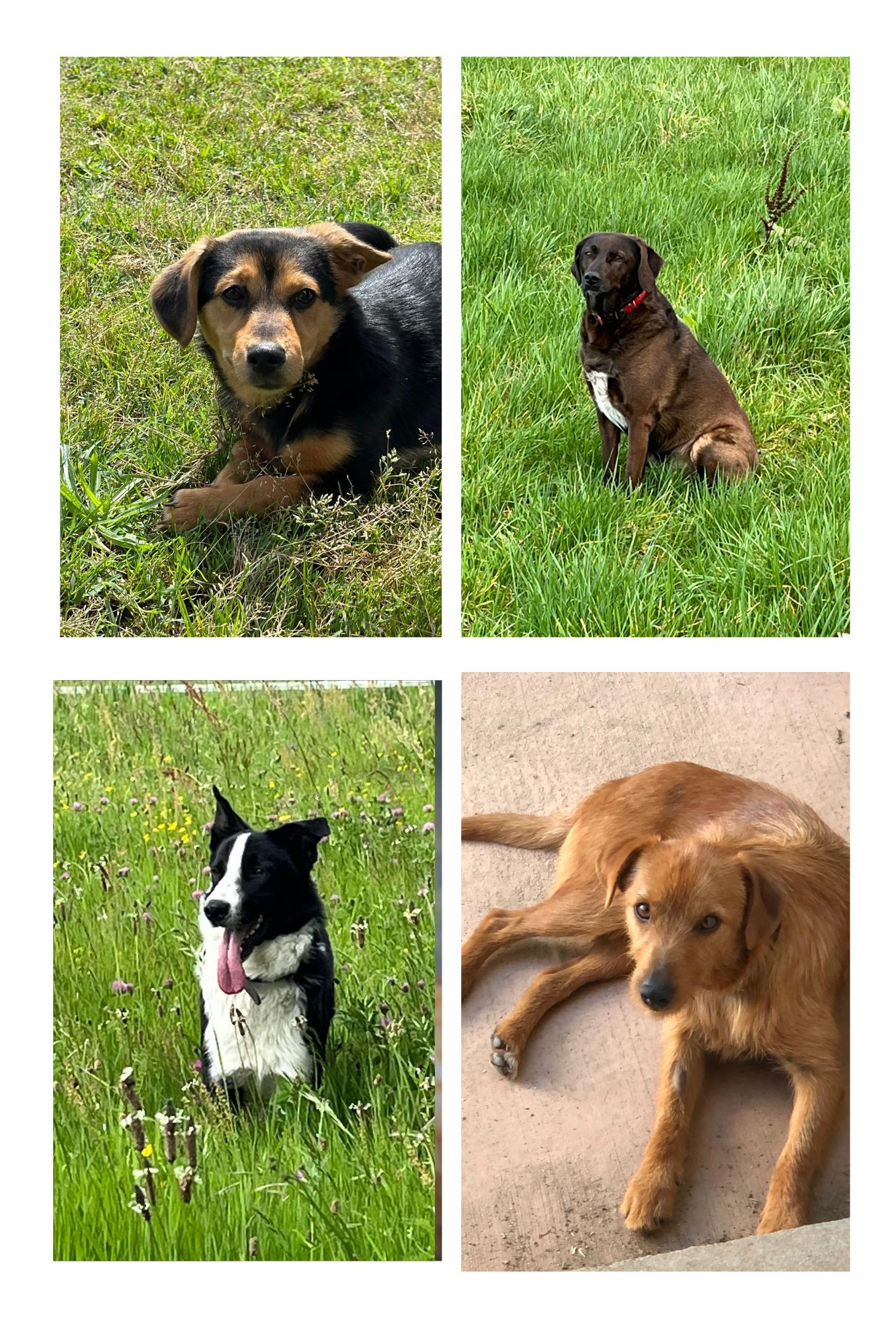 animaux therapeutiques isere