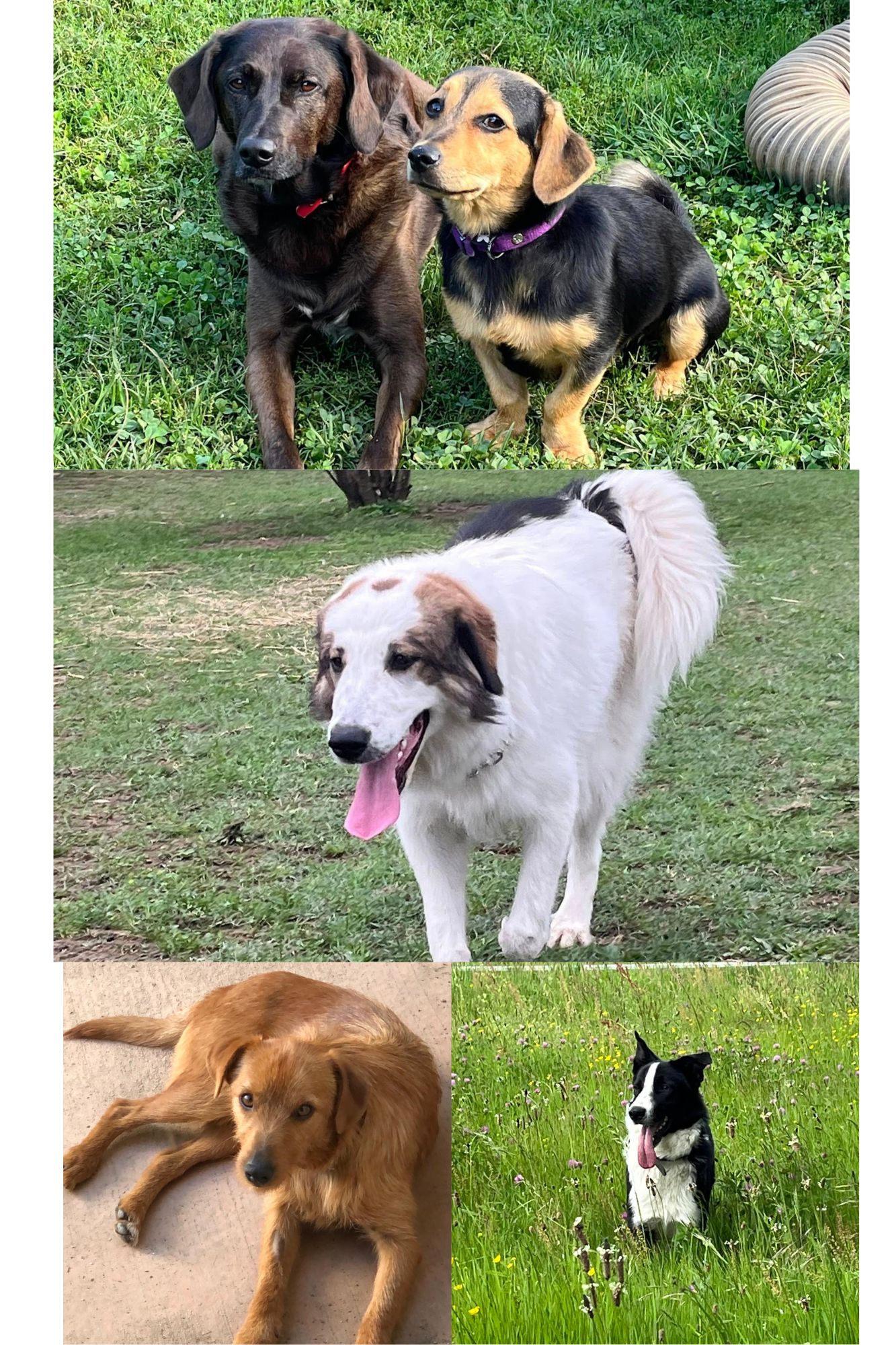 animaux therapeutiques isere