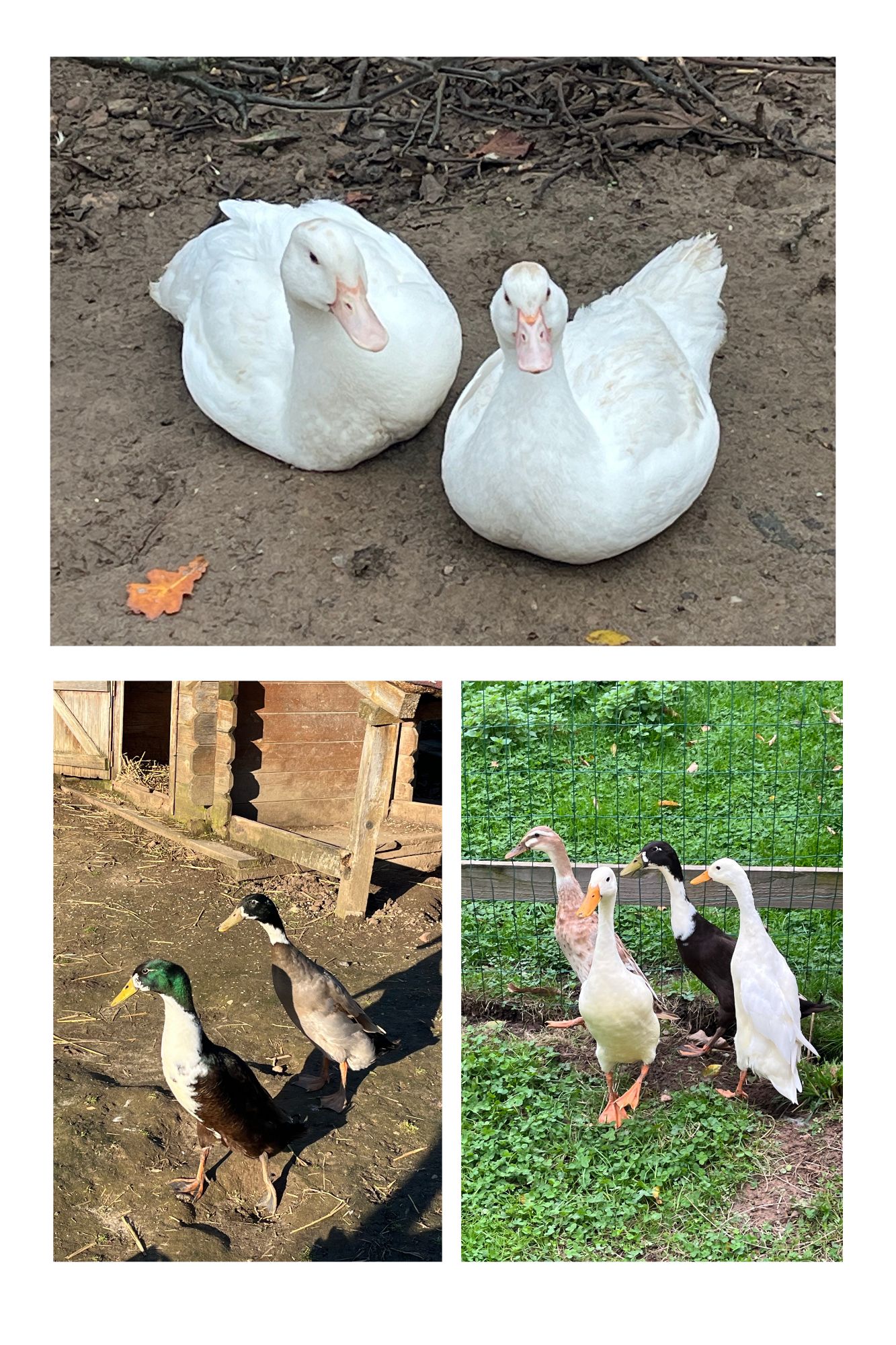 ferme de julie animaux therapeutiques