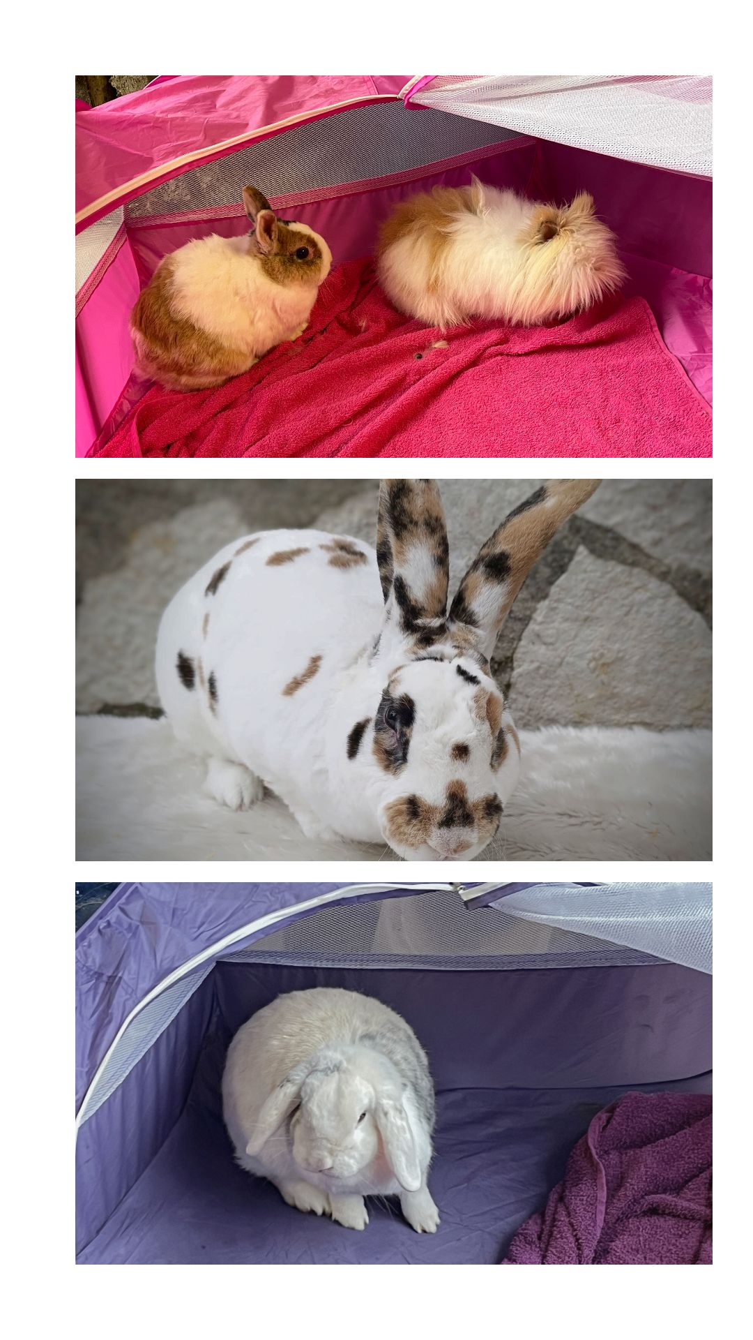 ferme de julie animaux therapeutiques