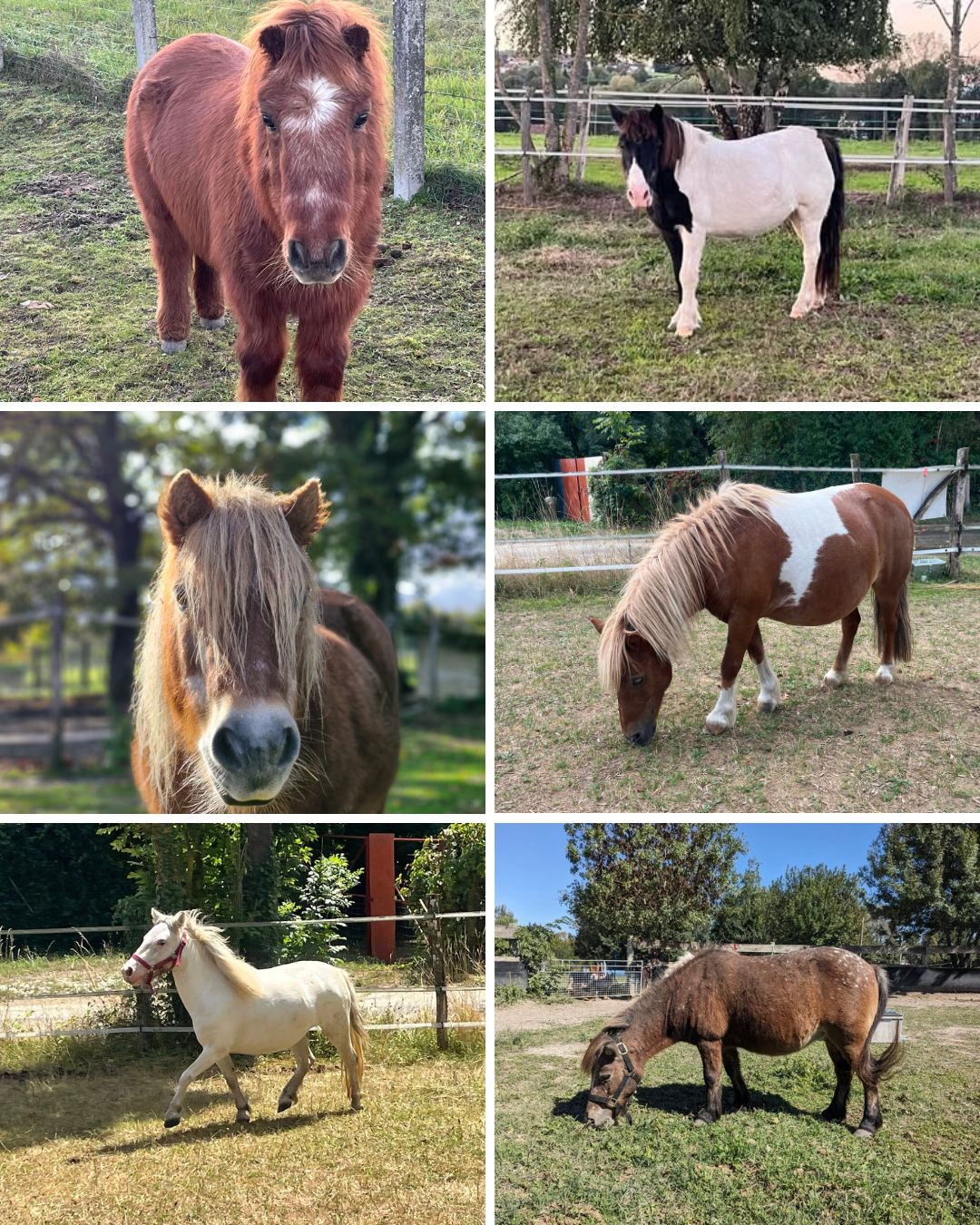 zoothérapie particulier