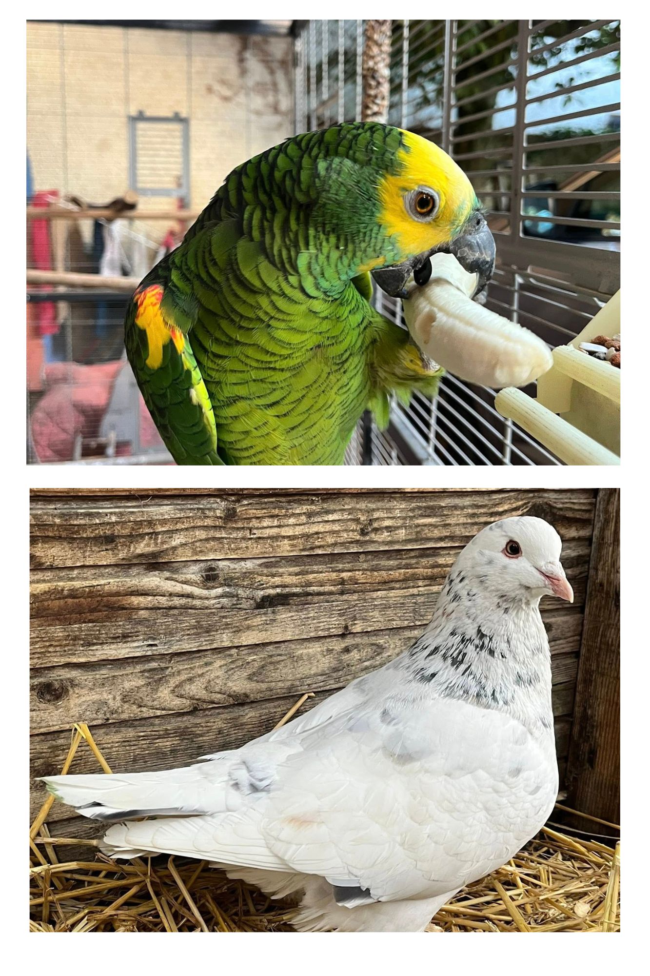 ferme de julie animaux therapeutiques