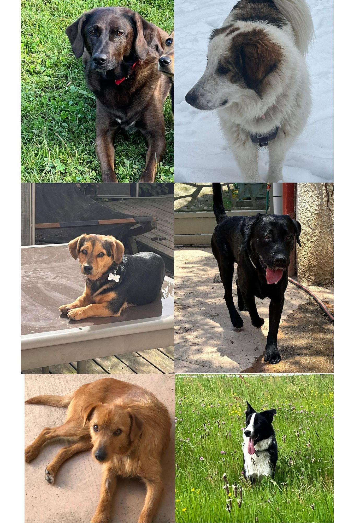 animaux therapeutiques isere