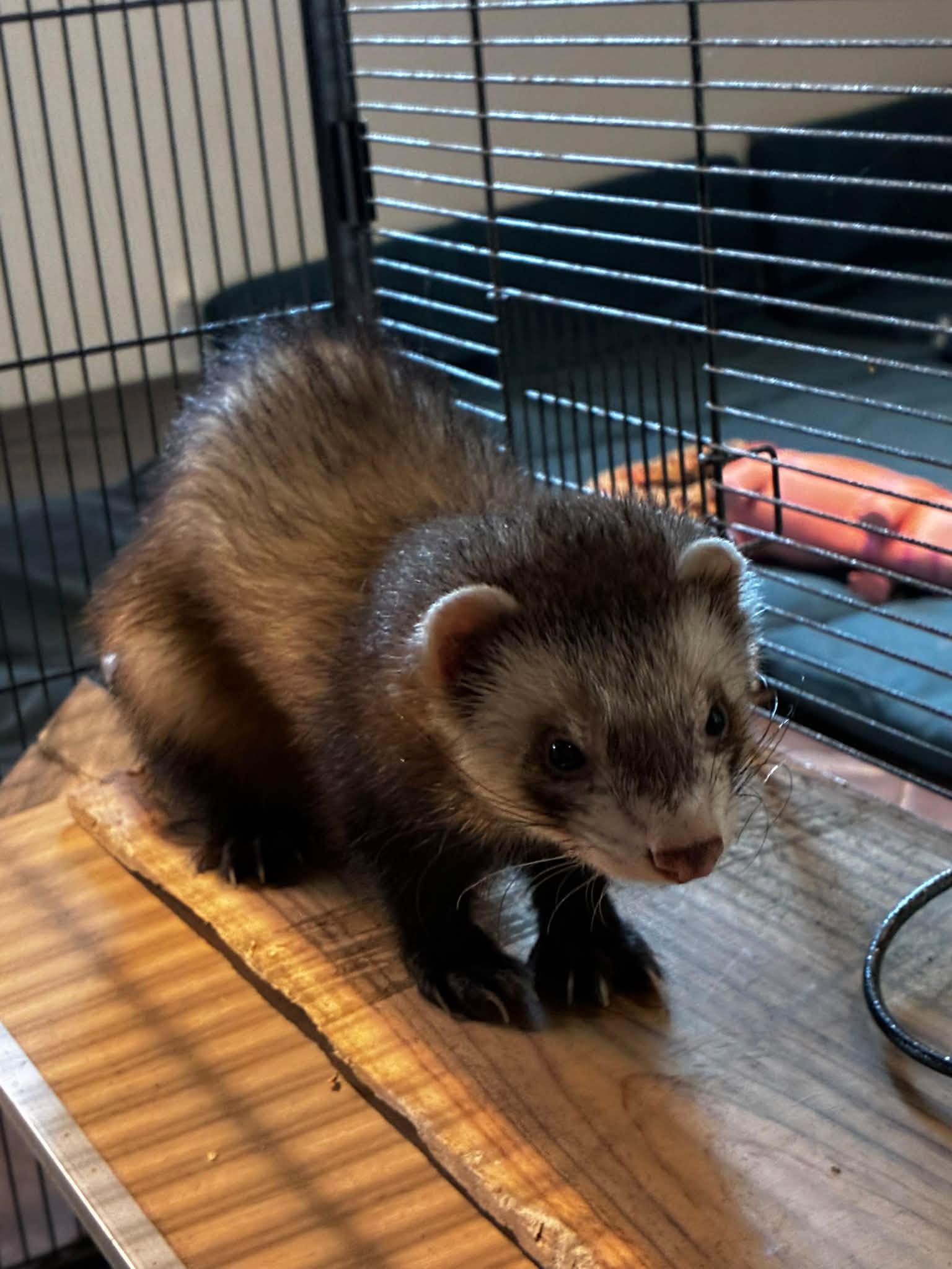 ferme de julie animaux therapeutiques