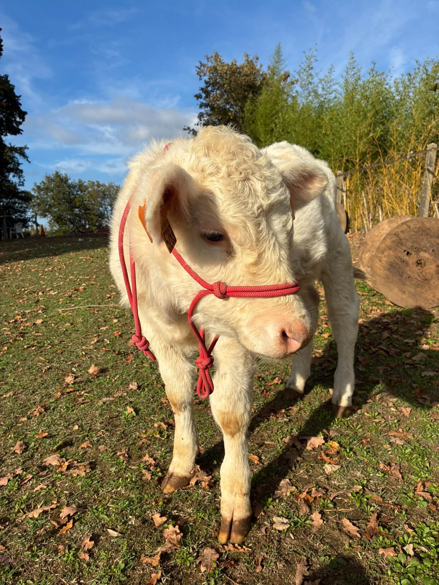 zootherapie pour handicapes