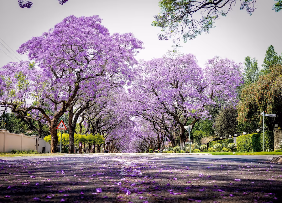 Pretoria Powers ahead as SA’s Fastest-Growing Property Market