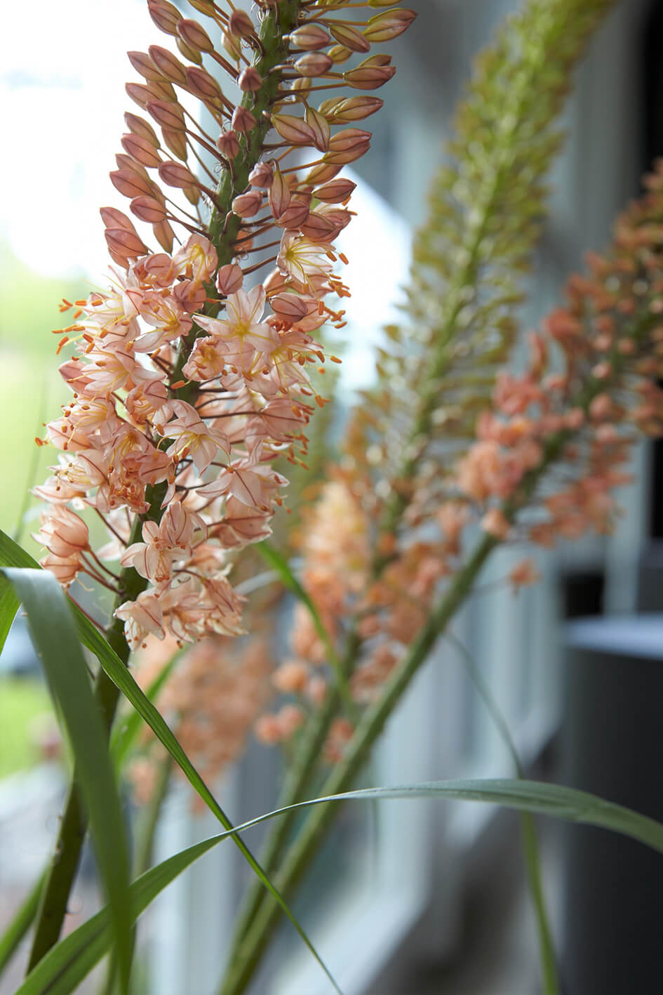 Beautiful plants next to a window.