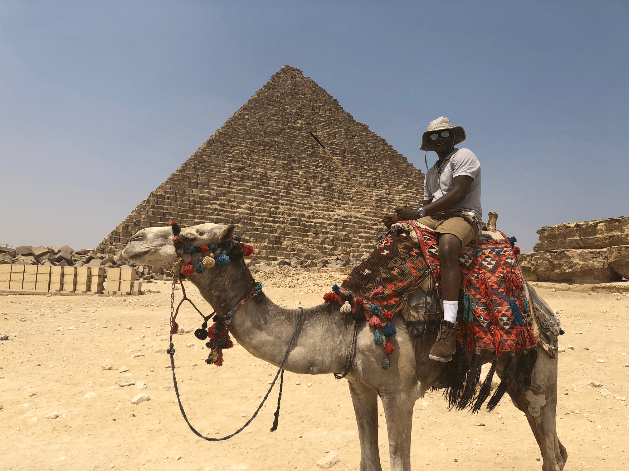 Camel Loving at the Pyramids in Egypt