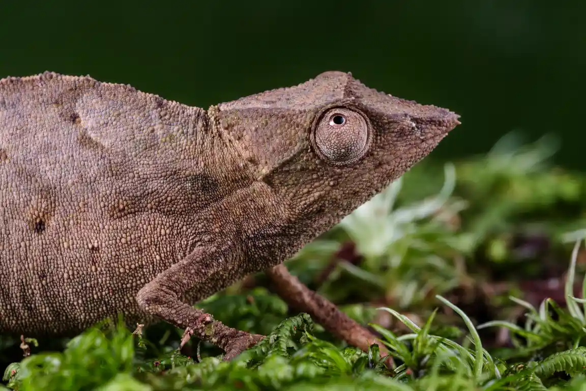 Chameleon