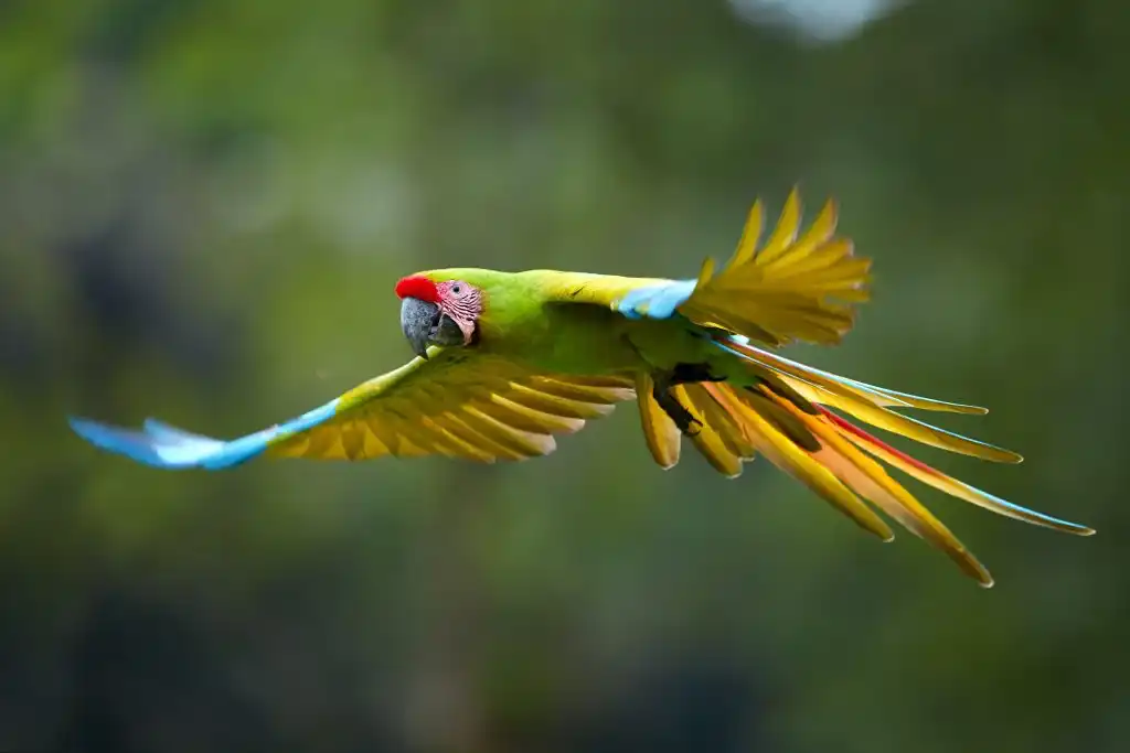 Parrot