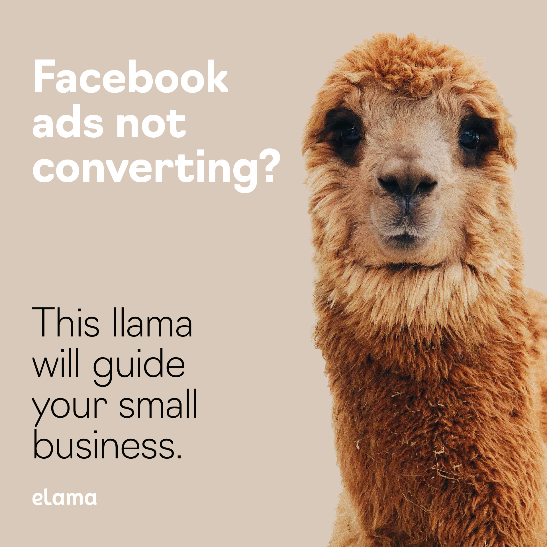 Ad campaign for eLama - "This Llama will guide your small business"