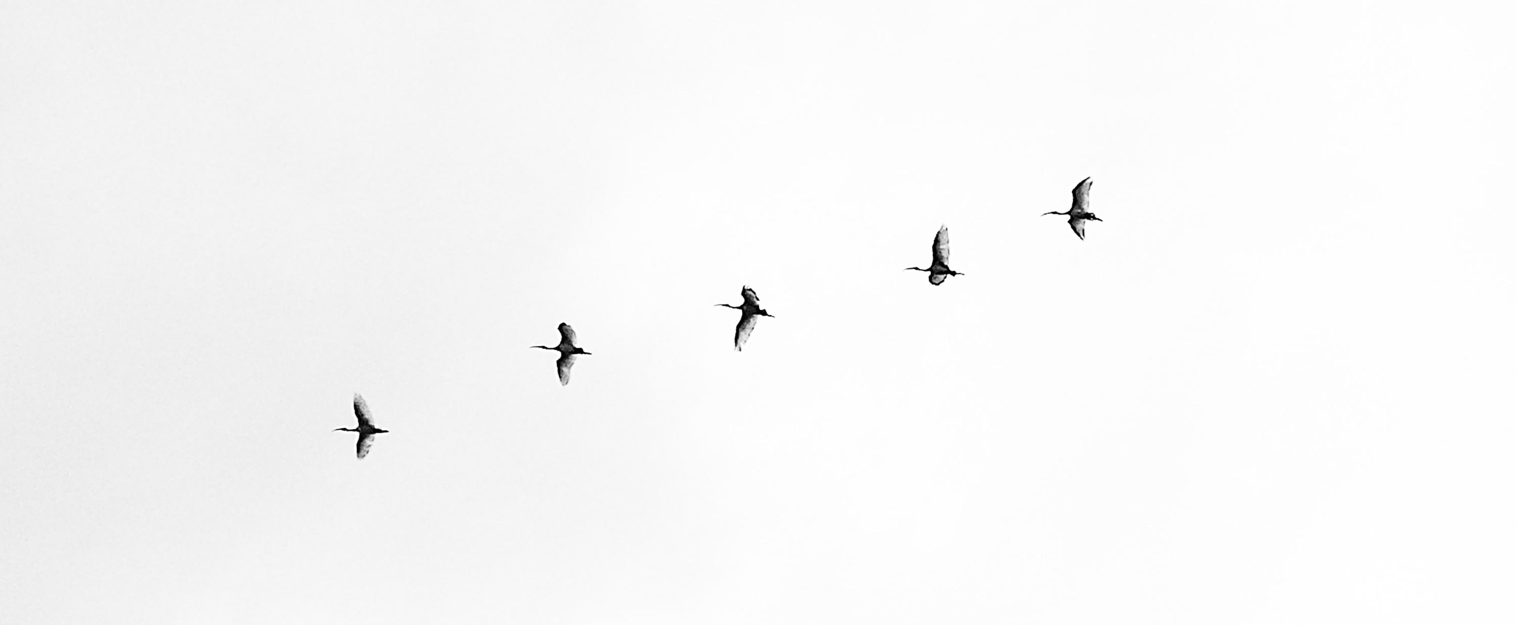 Five birds flying in the sky. Symbolic of the 5 basics of brand startup strategy.