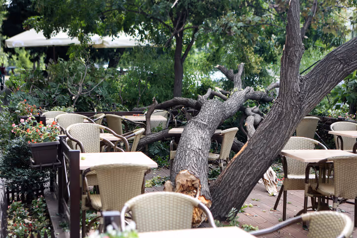 fallen tree on a commercial restaurant patio