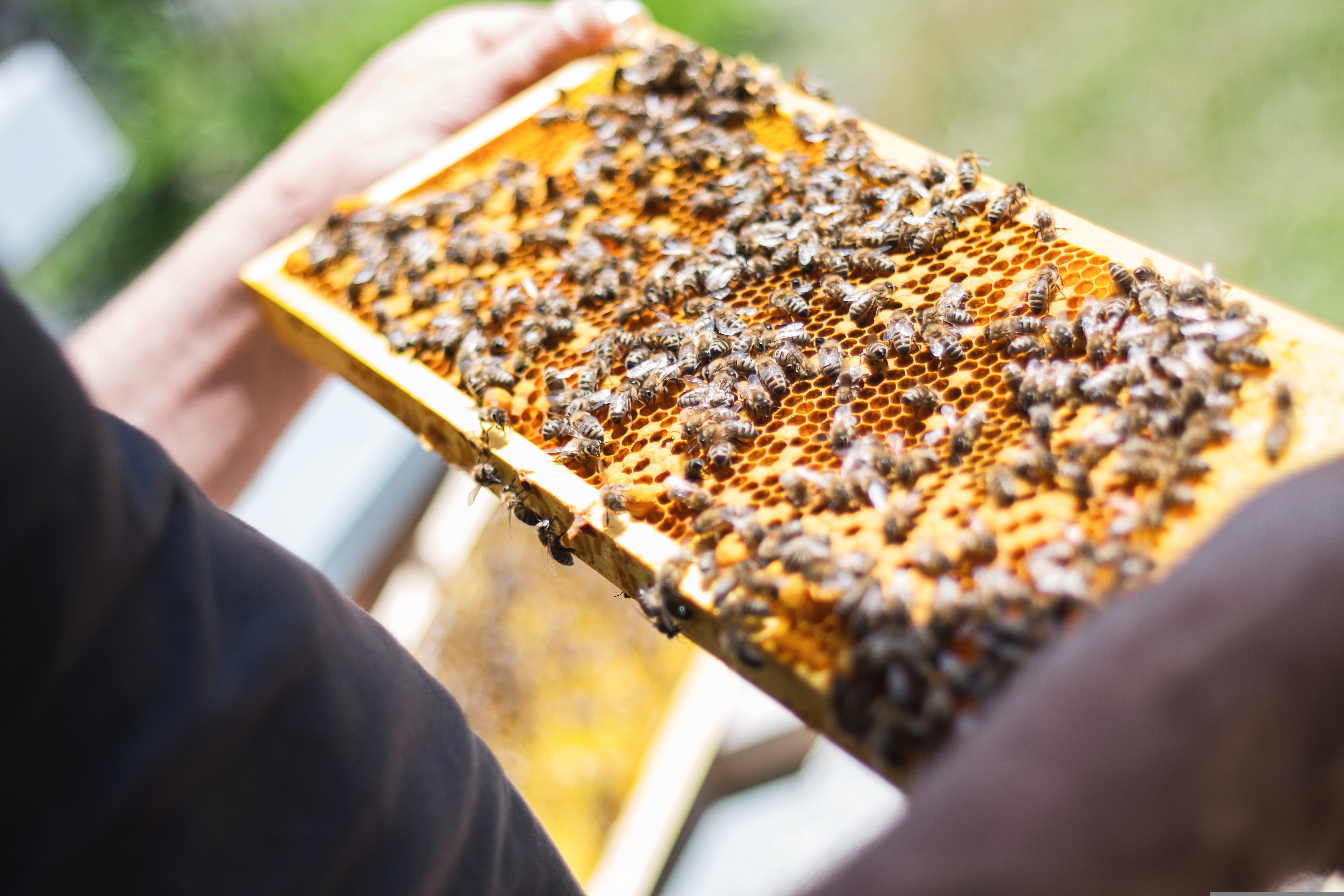 apiculture - activité abeilles Abbaye des Vaux-De-Cernay