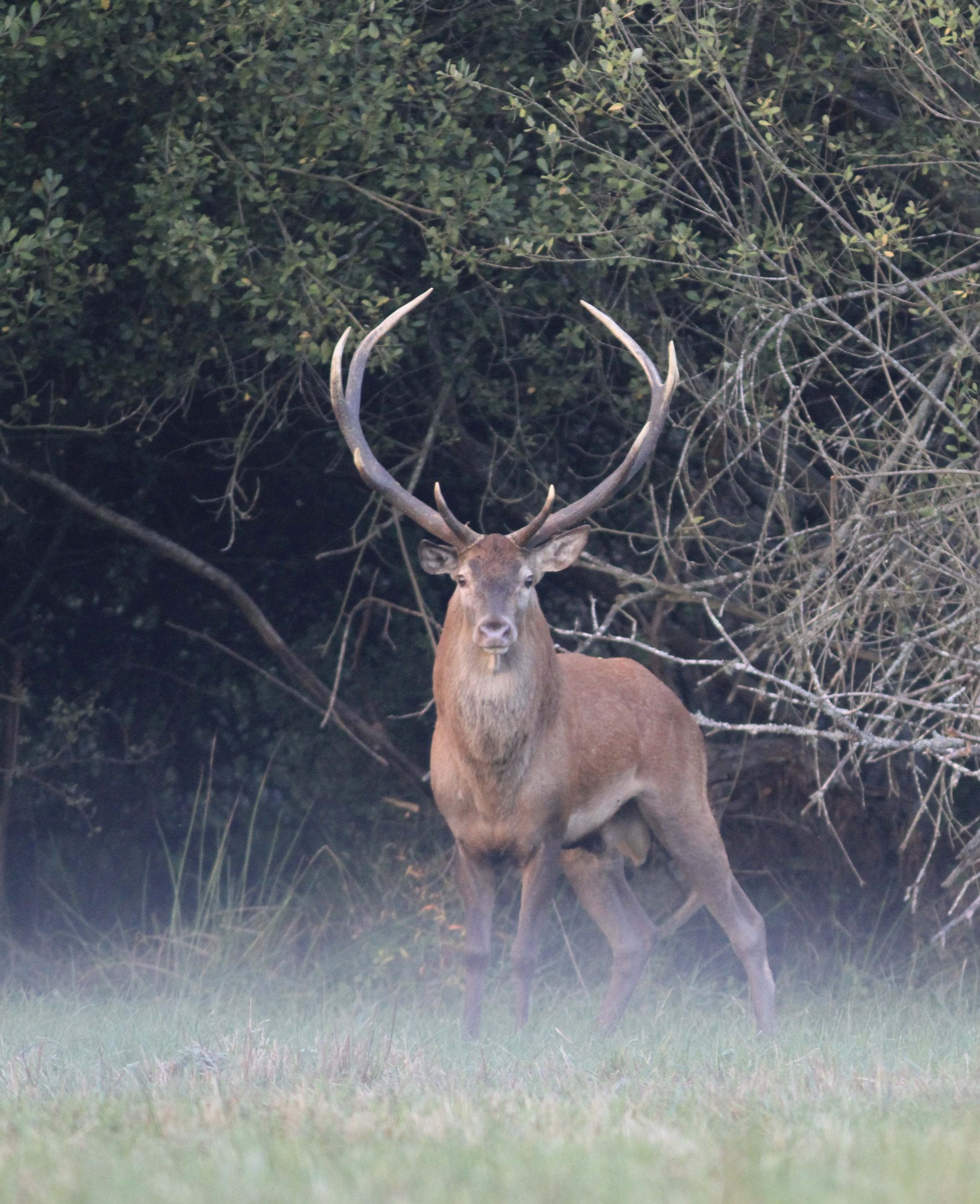 Le Brame du cerf dans la forêt de Rambouillet