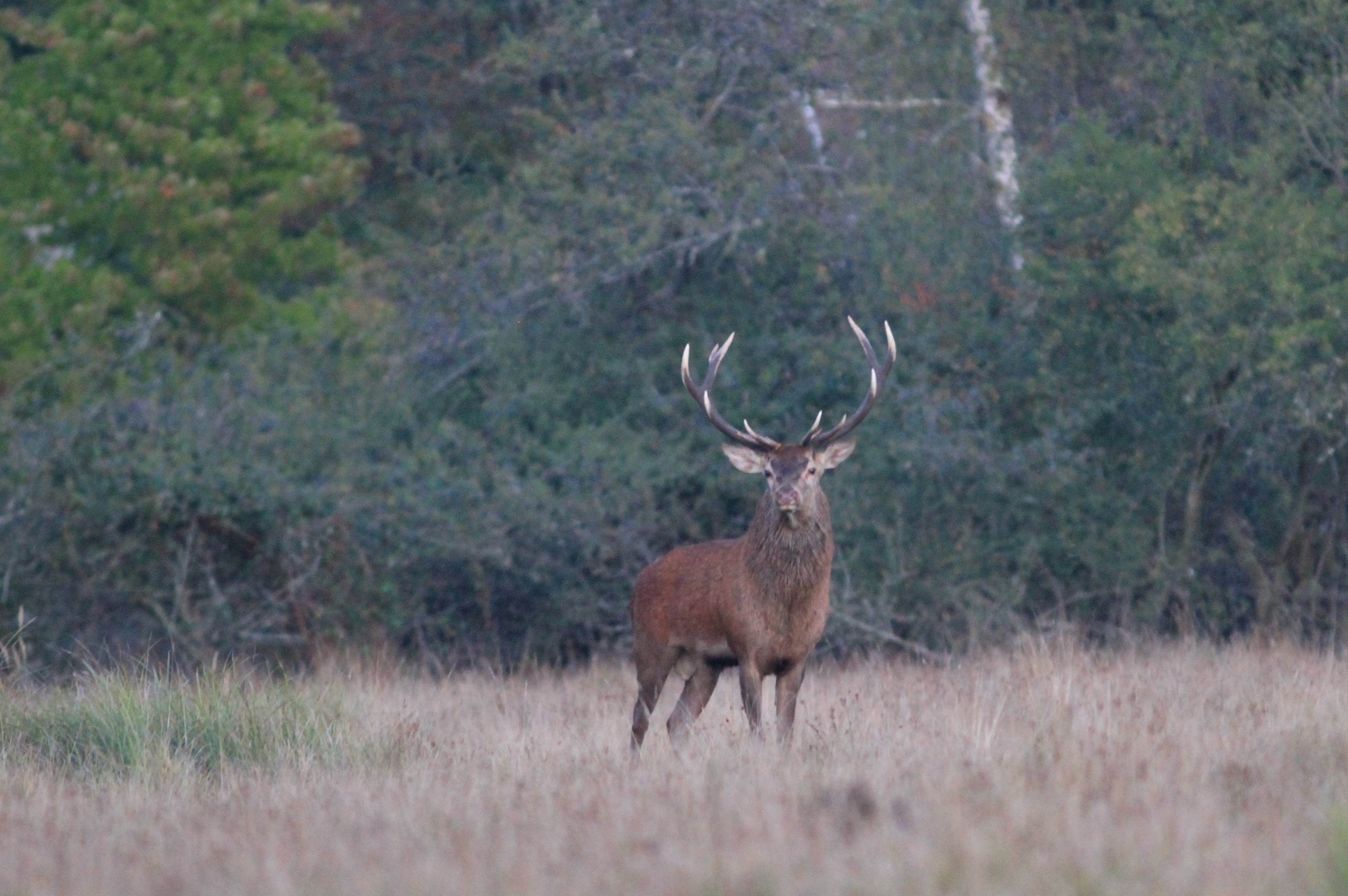 Le Brame du cerf dans la forêt de Rambouillet