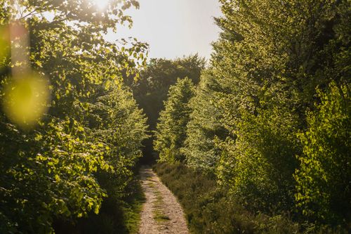A spring forest with a yellow lense flare, a path running away from the camera.