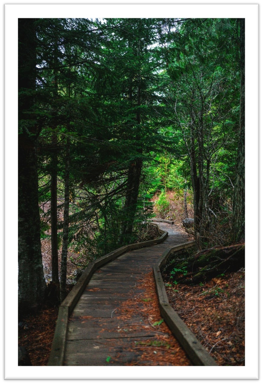 Image of Oregon forest