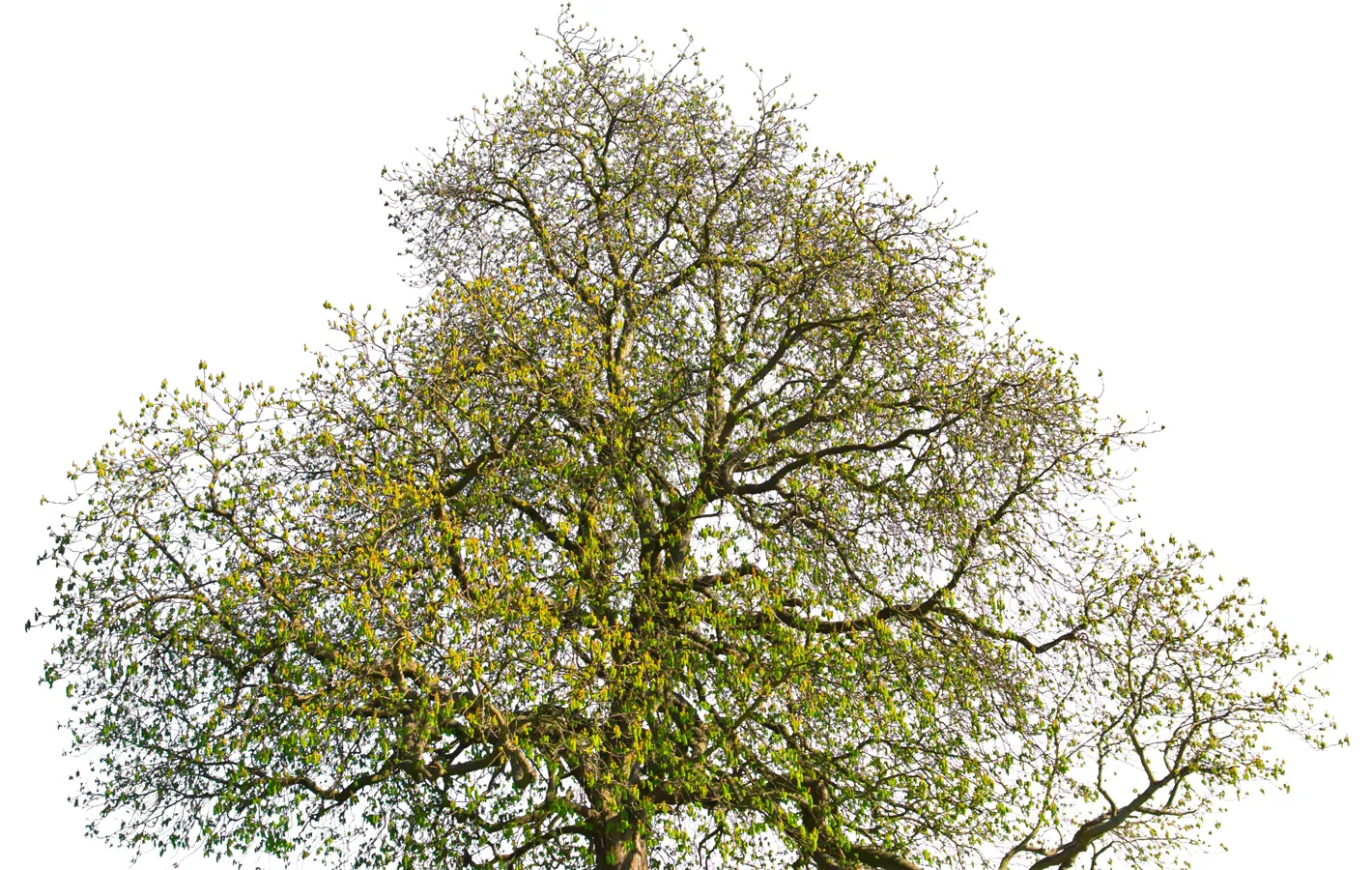 Eastlake Tree Services Atlanta