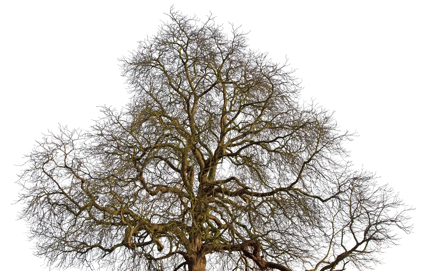 Eastlake Tree Services Atlanta