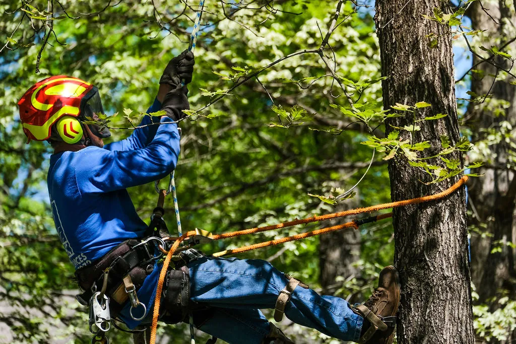 Tree climber wearing a red helmet and blue shirt using ropes and harness to ascend a tree in a forest. Professional team from EastLake Tree Services working on Atlanta property.